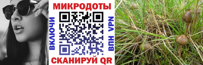 Псилоцибиновые грибы мицелий Демидов